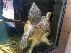 Macrochelys