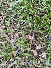 Scilla siberica