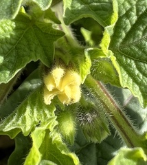 Physalis grisea