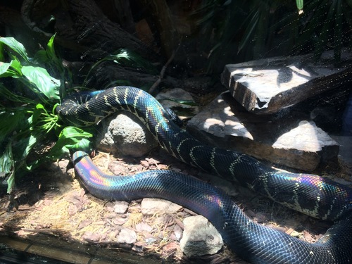 Photo of a Black Python (Simalia boeleni)