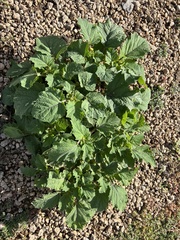 Physalis grisea