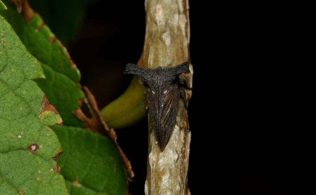 Otinotus obliquus