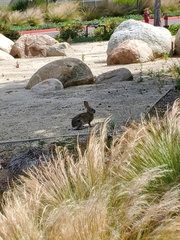 Sylvilagus audubonii