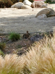 Sylvilagus audubonii