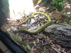 Dendroaspis viridis