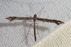 Amblyptilia punctidactyla