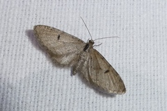 Eupithecia indigata