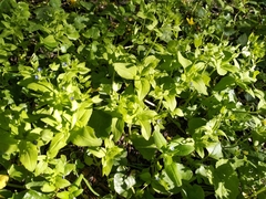 Veronica cardiocarpa