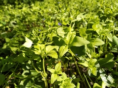 Veronica cardiocarpa