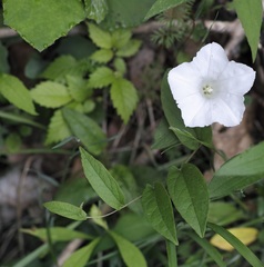Calystegia spithamaea
