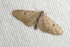 Eupithecia indigata