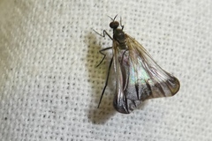 Rhamphomyia marginata