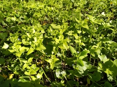 Veronica cardiocarpa