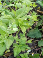 Veronica cardiocarpa