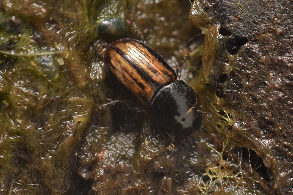 Liothorax alternatus