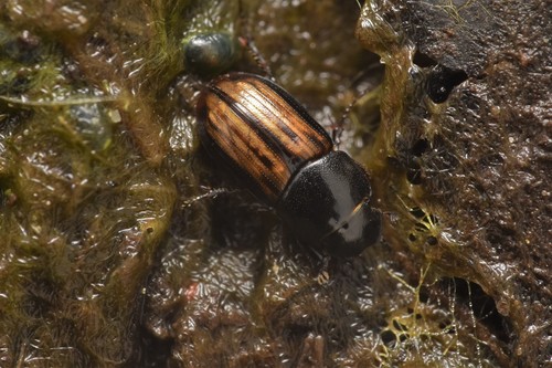 Liothorax alternatus