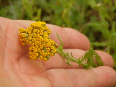 Achillea arabica