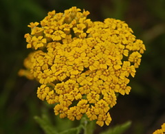Achillea arabica