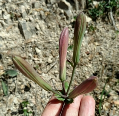 Lilium rubescens