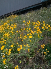 Senecio vernalis