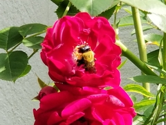 Xylocopa virginica