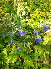 Delphinium madrense