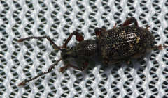 Otiorhynchus bericus