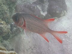 Myripristis violacea