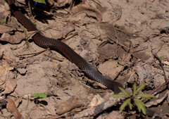 Vipera berus berus