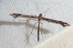 Amblyptilia punctidactyla