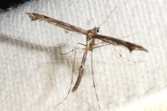 Amblyptilia punctidactyla