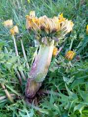 Taraxacum
