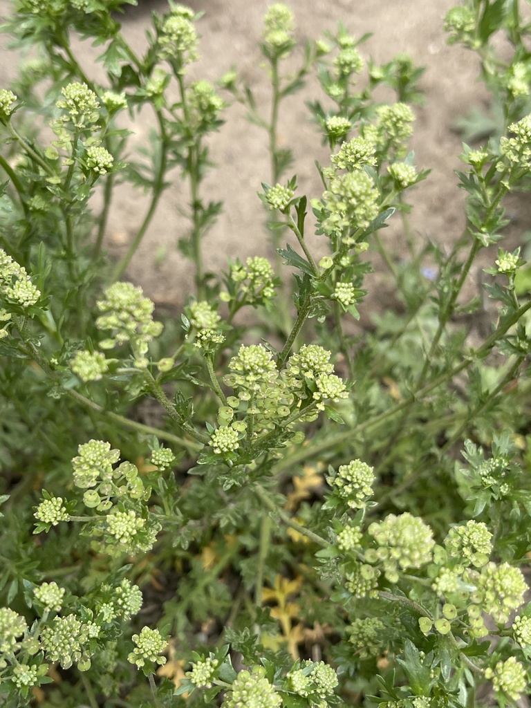 Veiny Pepperweed