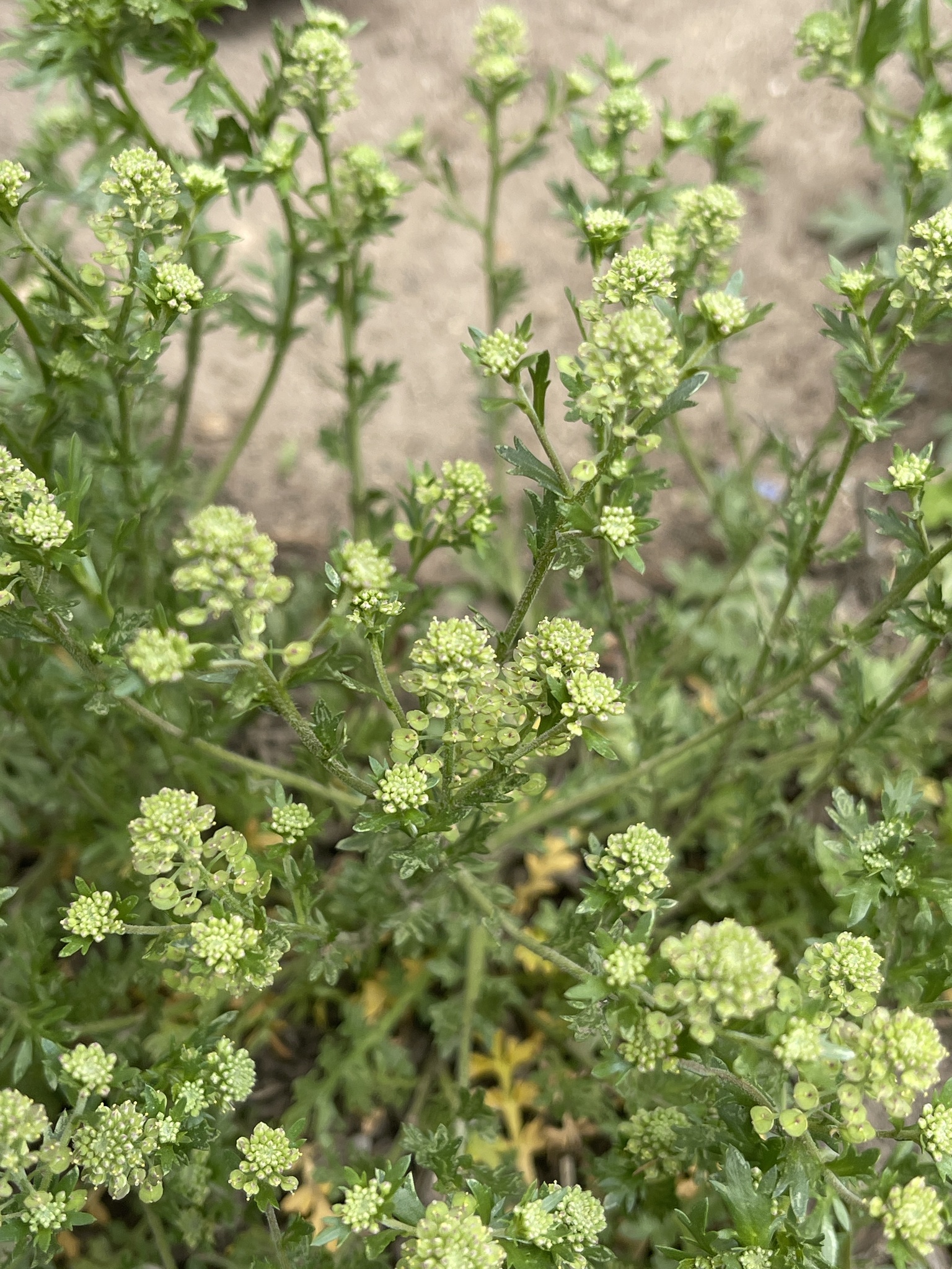 Lepidium oblongum