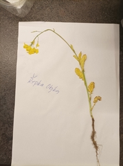 Brassica napus napus