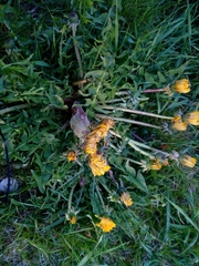 Taraxacum