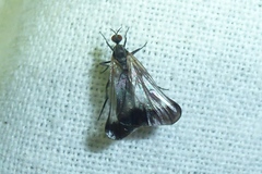 Rhamphomyia marginata