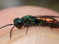 Chrysis angustula
