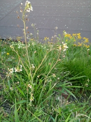 Capsella bursa-pastoris