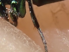 Chrysis angustula