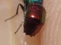 Chrysis angustula