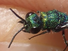 Chrysis angustula