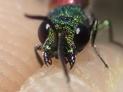 Chrysis angustula