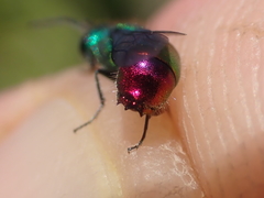 Chrysis angustula