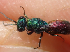 Chrysis angustula