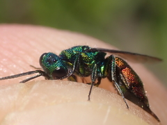 Chrysis angustula