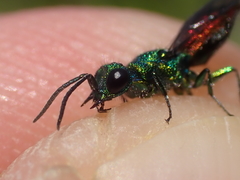 Chrysis angustula
