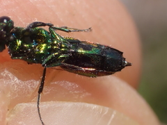 Chrysis angustula