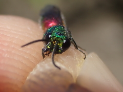 Chrysis angustula