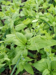 Veronica cardiocarpa